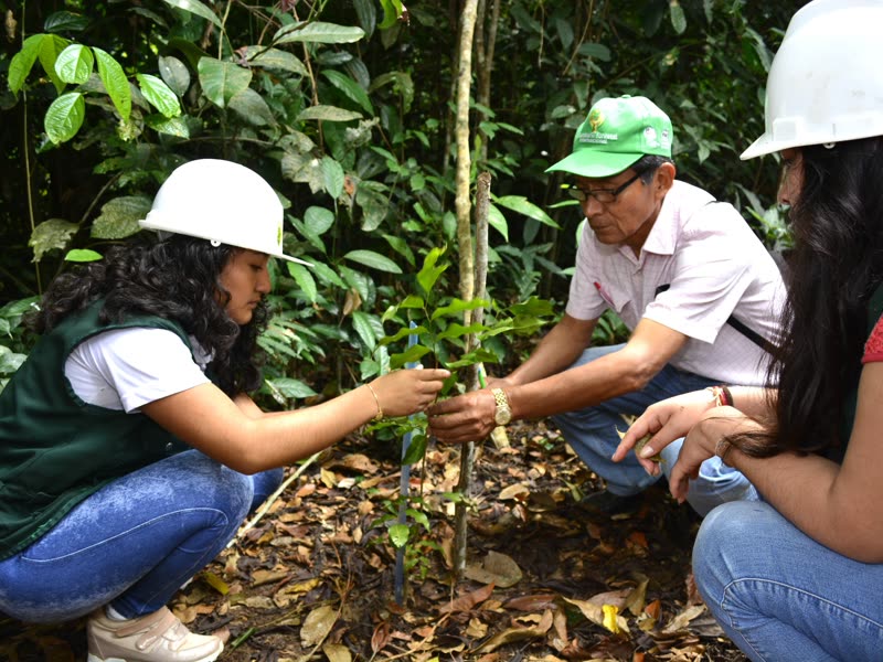 Ingeniería Forestal Tropical - UNCP